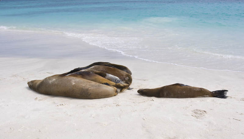 Galápagos Sealions On Beach